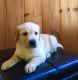 Goldador Puppies for sale in Cross Hill, SC 29332, USA. price: NA