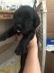 Goldador Puppies for sale in McIntyre Fork Run, South, WV 26339, USA. price: NA