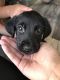 Goldador Puppies for sale in San Diego, CA 92124, USA. price: NA