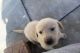 Goldador Puppies for sale in Rialto, CA, USA. price: NA