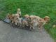 Goldador Puppies for sale in Mt Vernon, WA, USA. price: NA