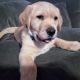 Goldador Puppies for sale in Roscoe, IL 61073, USA. price: $700