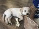 Goldador Puppies for sale in San Diego, CA, USA. price: NA