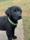 Goldador Puppies for sale in Fayetteville, NC, USA. price: $300