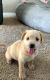 Goldador Puppies for sale in Greeley, CO, USA. price: NA