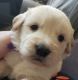 Goldador Puppies for sale in Parker, CO, USA. price: $750
