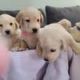 Goldador Puppies for sale in Parker, CO, USA. price: NA