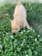 Goldador Puppies for sale in Hughesville, MD, USA. price: NA