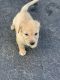Goldador Puppies for sale in Hughesville, MD, USA. price: $700