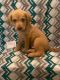 Goldador Puppies for sale in Tampa, FL, USA. price: $600