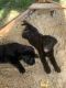 Goldador Puppies for sale in Hughesville, MD, USA. price: $700