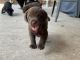 Goldador Puppies for sale in Midlothian, TX, USA. price: NA