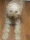 Golden Doodle Puppies for sale in Johnston City, IL 62951, USA. price: NA