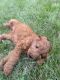 Golden Doodle Puppies for sale in Addison, IL, USA. price: $1,500