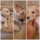 Golden Doodle Puppies for sale in Winston-Salem, NC, USA. price: NA