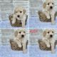Golden Doodle Puppies for sale in Ligonier, IN 46767, USA. price: $1,100