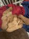 Golden Doodle Puppies for sale in Grand Prairie, TX, USA. price: NA