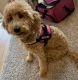 Golden Doodle Puppies for sale in Naples, FL, USA. price: NA