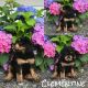 Golden Doodle Puppies for sale in Killingly, CT, USA. price: NA