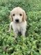 Golden Doodle Puppies for sale in Caldwell, ID, USA. price: $1,500