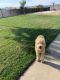 Golden Doodle Puppies for sale in Hesperia, CA, USA. price: NA