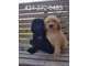 Golden Doodle Puppies for sale in South Boston, VA 24592, USA. price: $1,200