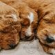Golden Doodle Puppies for sale in West Jordan, UT, USA. price: $3,000