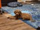 Golden Doodle Puppies for sale in Virginia Beach, VA, USA. price: $2,000
