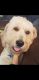 Golden Doodle Puppies for sale in Queen Creek, AZ, USA. price: $1,500
