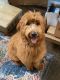 Golden Doodle Puppies for sale in Accokeek, MD, USA. price: $2,500