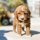 Golden Doodle Puppies for sale in Niagara Falls, NY, USA. price: $600