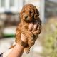 Golden Doodle Puppies for sale in Niagara Falls, NY, USA. price: $700