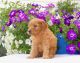 Golden Doodle Puppies for sale in 4524 Smith Rd, Marlette, MI 48453, USA. price: NA
