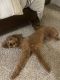 Golden Doodle Puppies for sale in Slidell, LA 70458, USA. price: NA