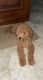 Golden Doodle Puppies for sale in Palm Harbor, FL 34683, USA. price: $1,990