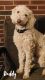 Golden Doodle Puppies for sale in Chapmansboro, TN 37035, USA. price: NA