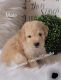 Golden Doodle Puppies for sale in Cache, OK 73527, USA. price: NA