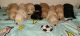 Golden Doodle Puppies for sale in Poplarville, MS 39470, USA. price: NA