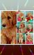 Golden Doodle Puppies for sale in Palm City, FL, USA. price: $2,200