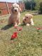 Golden Doodle Puppies for sale in Borger, TX 79007, USA. price: NA