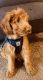 Golden Doodle Puppies for sale in Morgantown, WV, USA. price: NA