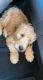 Golden Doodle Puppies for sale in Wilmington, NC, USA. price: $1,900