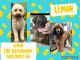 Golden Doodle Puppies for sale in Hazlehurst, GA 31539, USA. price: NA