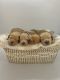 Golden Doodle Puppies for sale in Eagle Mountain, UT, USA. price: NA
