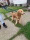 Golden Doodle Puppies for sale in 35801 Darting Bird Ride, Elizabeth, CO 80107, USA. price: NA