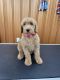 Golden Doodle Puppies for sale in Berkeley Springs, WV 25411, USA. price: $1