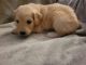 Golden Doodle Puppies for sale in Buckley, WA, USA. price: $1,200