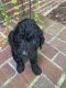 Golden Doodle Puppies for sale in Indianapolis, IN, USA. price: $1,000