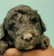 Golden Doodle Puppies for sale in Bayfield, WI, USA. price: NA