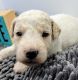 Golden Doodle Puppies for sale in Bayfield, WI, USA. price: NA
